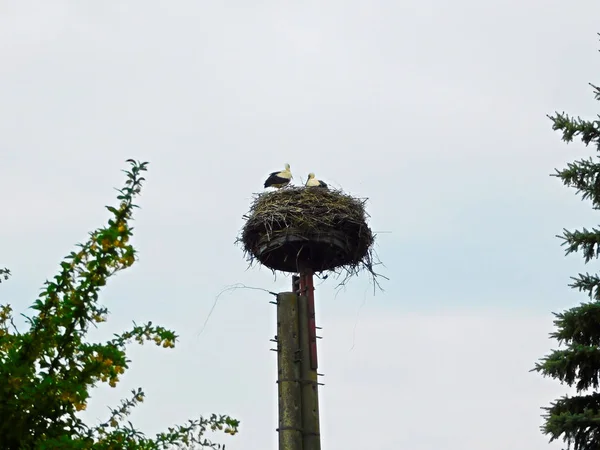 Les Cigognes Dans Nid Élevé — Photo