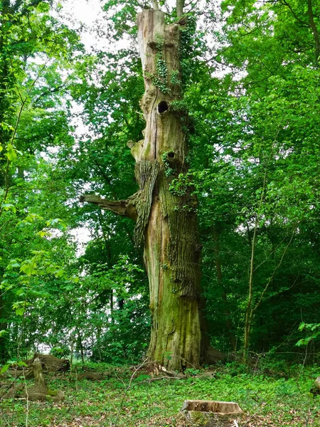 Carolinenhain Een Park Beukenbossen — Stockfoto