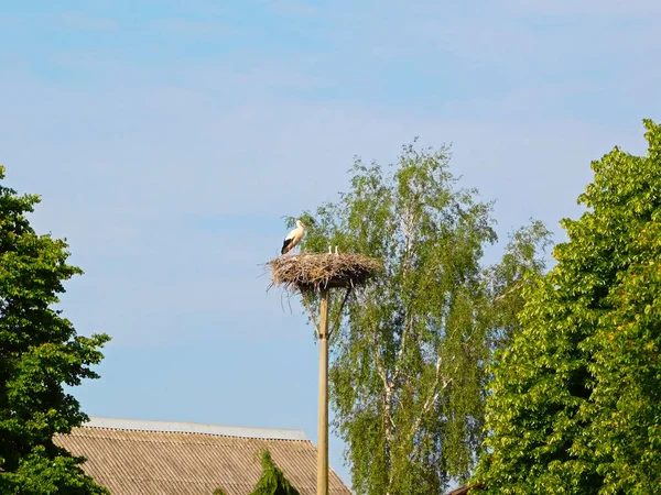 Les Cigognes Dans Nid Élevé — Photo