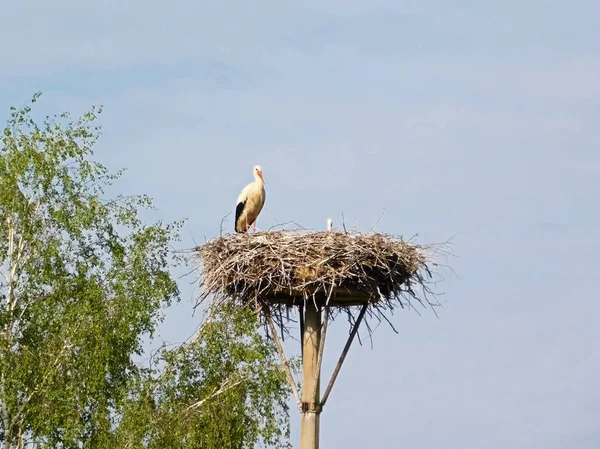 Storks High Nest — Stock Photo, Image