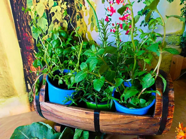 Small herb garden for at home