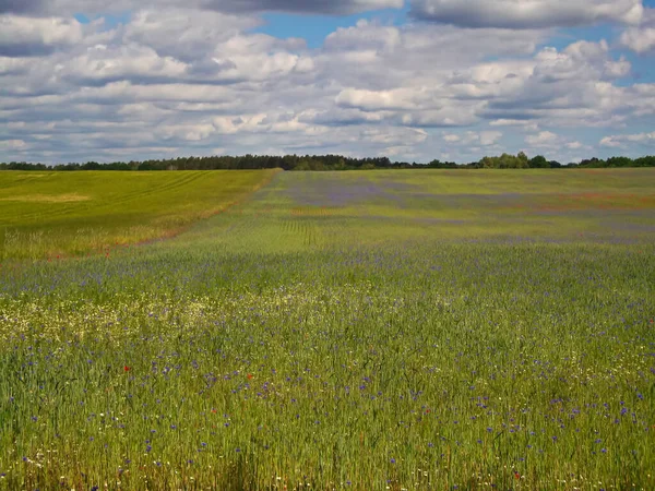 春天在Uckermark的玉米地 — 图库照片