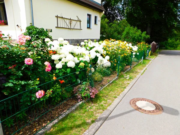 Flowers Summer Front Yard — Stock Photo, Image