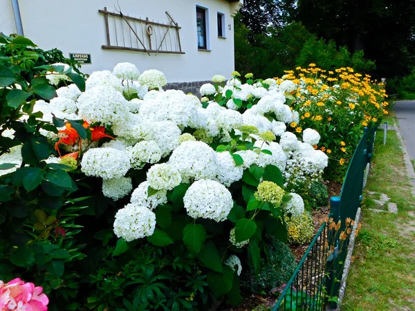 Kwiaty Lecie Podwórku — Zdjęcie stockowe