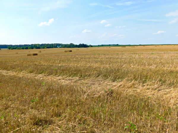 Uckermark地区的谷物种植 — 图库照片