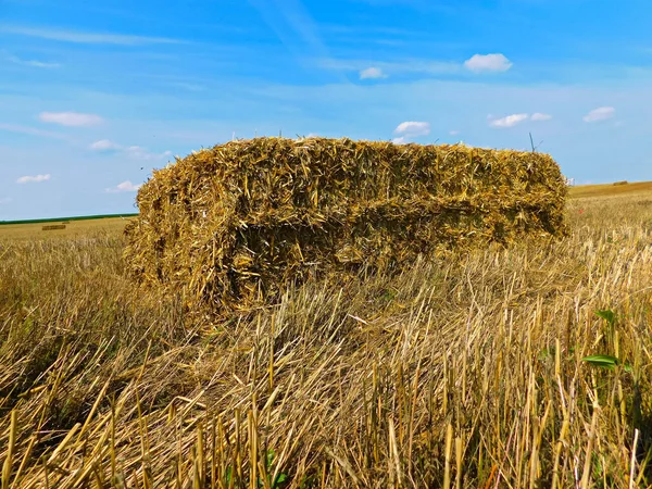 Coltivazione Cereali Nel Marchio Uckermark — Foto Stock