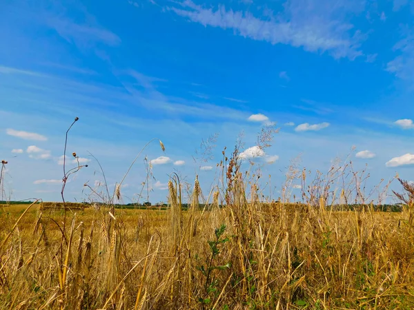 Gabonatermesztés Uckermarkban — Stock Fotó