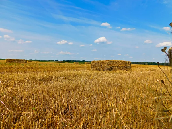 Gabonatermesztés Uckermarkban — Stock Fotó