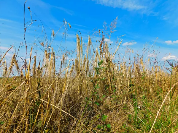 Coltivazione Cereali Nel Marchio Uckermark — Foto Stock