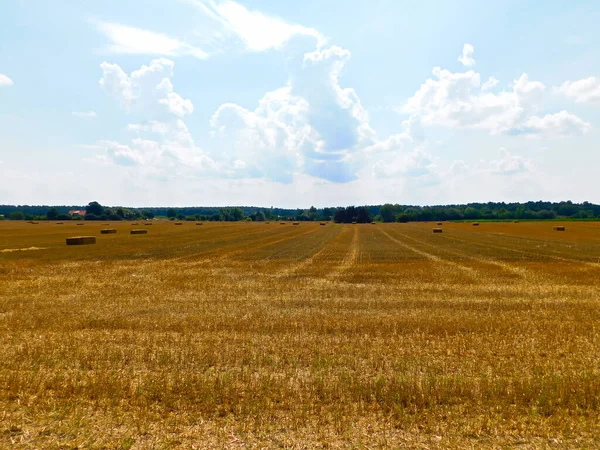 Getreideanbau Der Uckermark — Stockfoto