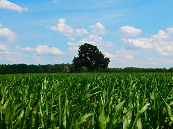 Campos Maíz Uckermark —  Fotos de Stock