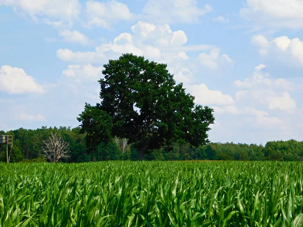 Campos Milho Uckermark — Fotografia de Stock