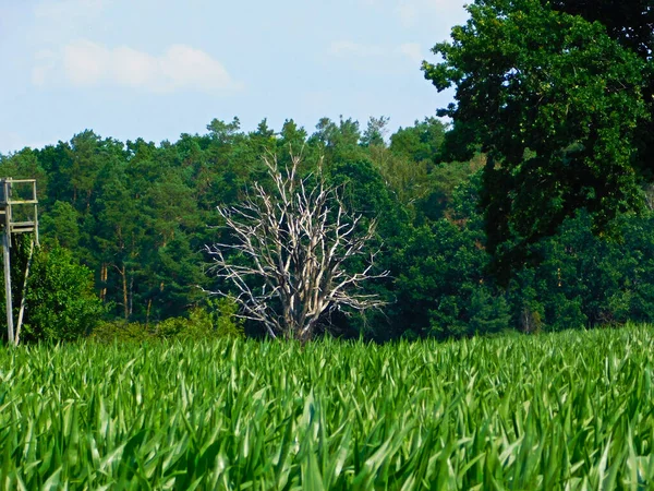 Maisfelder Der Uckermark — Stockfoto