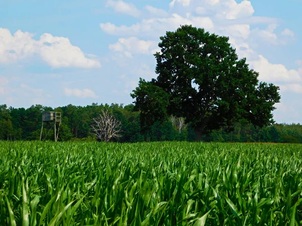 Maïsvelden Het Uckermark — Stockfoto