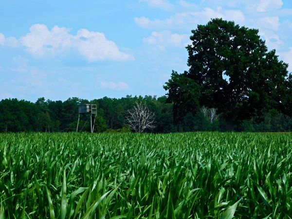 Maisfelder Der Uckermark — Stockfoto