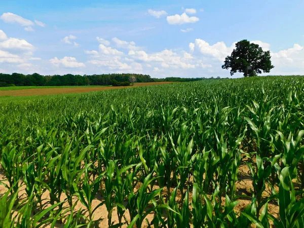 Campos Milho Uckermark — Fotografia de Stock