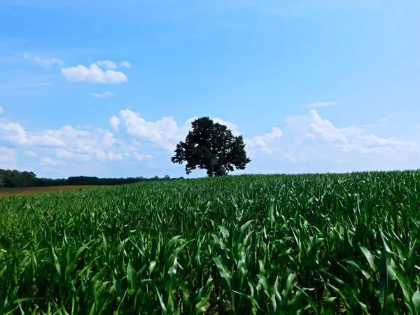 Campos Milho Uckermark — Fotografia de Stock