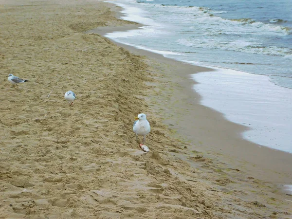 Чайки Пляже Рыбой — стоковое фото