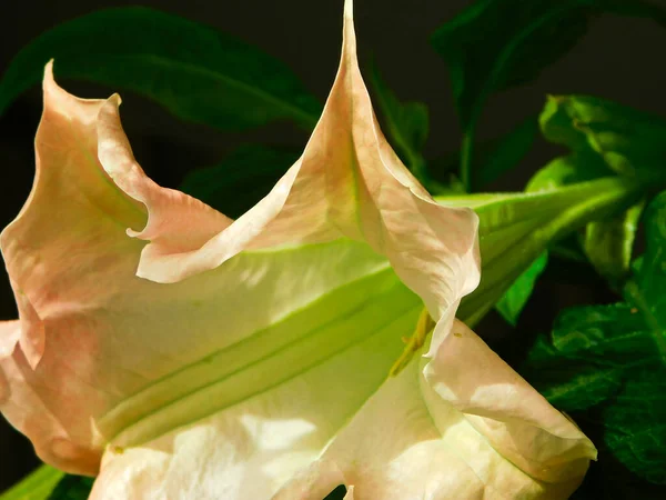 Flowers Leaves Angel Trumpet — Stock Photo, Image