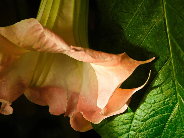 Цветы Листья Ангельской Трубы — стоковое фото