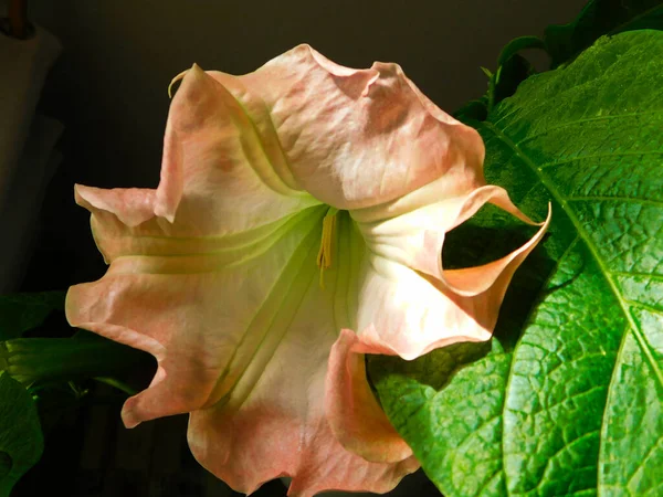 Les Fleurs Les Feuilles Trompette Ange — Photo