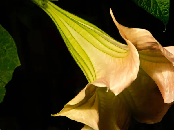 Flowers Leaves Angel Trumpet — Stock Photo, Image