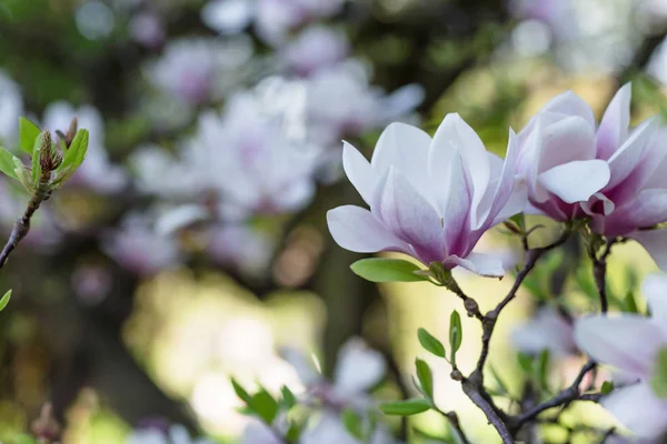 Magnolia Branche Arbre Fleurs Sur Fond Flou Gros Plan Foyer — Photo