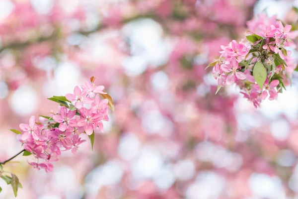 Ramo di albero di fiori rosa. Sfondo sfocato. Primo piano, selettivo — Foto Stock