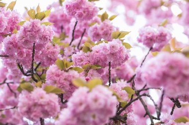 Sakura ağacı dalı çiçekler üzerinde arka plan bulanık. Portre, seçici odak.