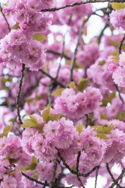 Sakura Árvore Ramo Com Flores Fundo Borrado Fechar Foco Seletivo — Fotografia de Stock