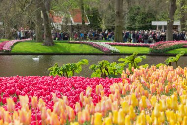 Bir Keukenhof sarı, kırmızı ve Pembe lale park, bir Kuğu Gölü ve turistler arka plan bulanık. Seçici odak.