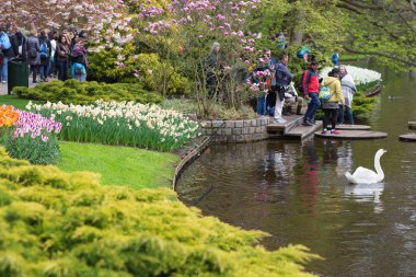 Lisse, Hollanda - 22 Nisan 2017: Turist, göl ve bahar süre boyunca Royal çiçek parkta Keukenhof Beyaz Kuğu.