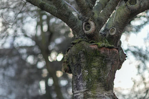 Tree with a funny face. Early spring weather concept.