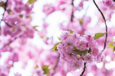 Çiçek açan sakura ağacı dalı. Arka plan bulanık. Yakın, seçileceği yer