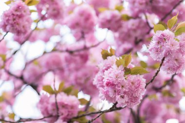 Çiçek açan sakura ağacı dalı. Arka plan bulanık. Yakın, seçileceği yer