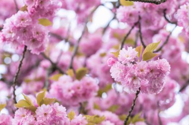 Çiçek açan sakura ağacı dalı. Arka plan bulanık. Yakın, seçileceği yer