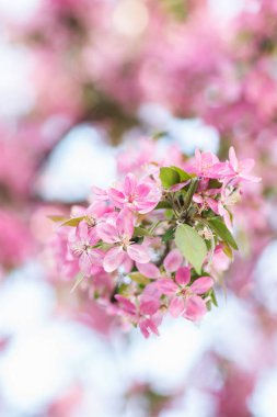 Pembe çiçeği ağacı dalı. Arka plan bulanık. Yakın, selectiv