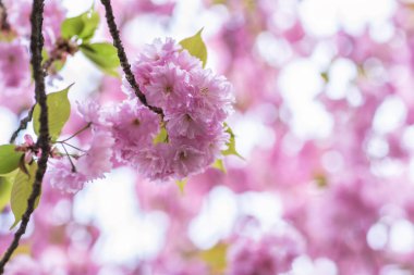 Çiçek açan sakura ağacı dalı. Arka plan bulanık. Yakın, seçileceği yer