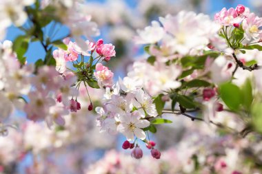 Çiçeği kiraz ağacı dalı. Arka plan bulanık. Yakın çekim, seçin