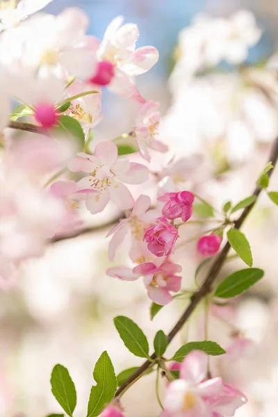 Ramo di albero di fiori rosa. Sfondo sfocato. Chiudi, selettivo. — Foto Stock