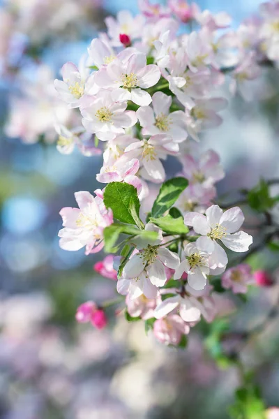 Blossom körsbärsträd gren. Suddig bakgrund. Närbild, Välj — Stockfoto