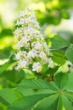 Çiçek açan At kestanesi ağaç. Arka plan bulanık. Yakın, sele