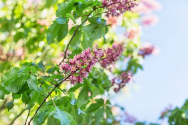 Çiçek açan At kestanesi ağaç. Arka plan bulanık. Yakın, sele