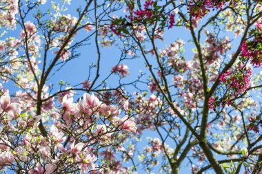 Mavi gökyüzü karşı Manolya ağacı dalı. Seçici odak.