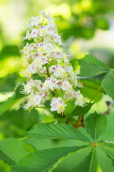 Bloeiende wilde kastanje boom. Onscherpe achtergrond. Close-up, sele — Stockfoto