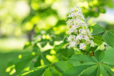 Çiçek açan At kestanesi ağaç. Arka plan bulanık. Yakın, sele