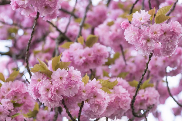 Ramo de árvore sakura florescente. Fundo desfocado. Fecha, selecc. — Fotografia de Stock