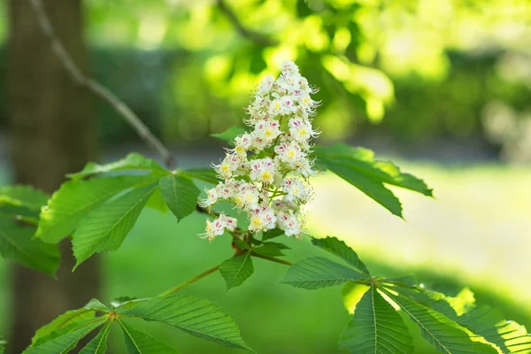 Çiçek açan At kestanesi ağaç. Arka plan bulanık. Yakın, sele