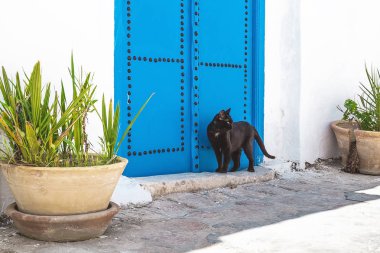 Sidi Bou Said sokakları, Tunus. Evin yakınında siyah kedi.