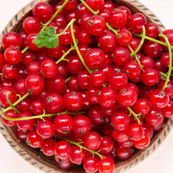 Fresh red currant berries in a bowl on a pink background — Stock Photo, Image